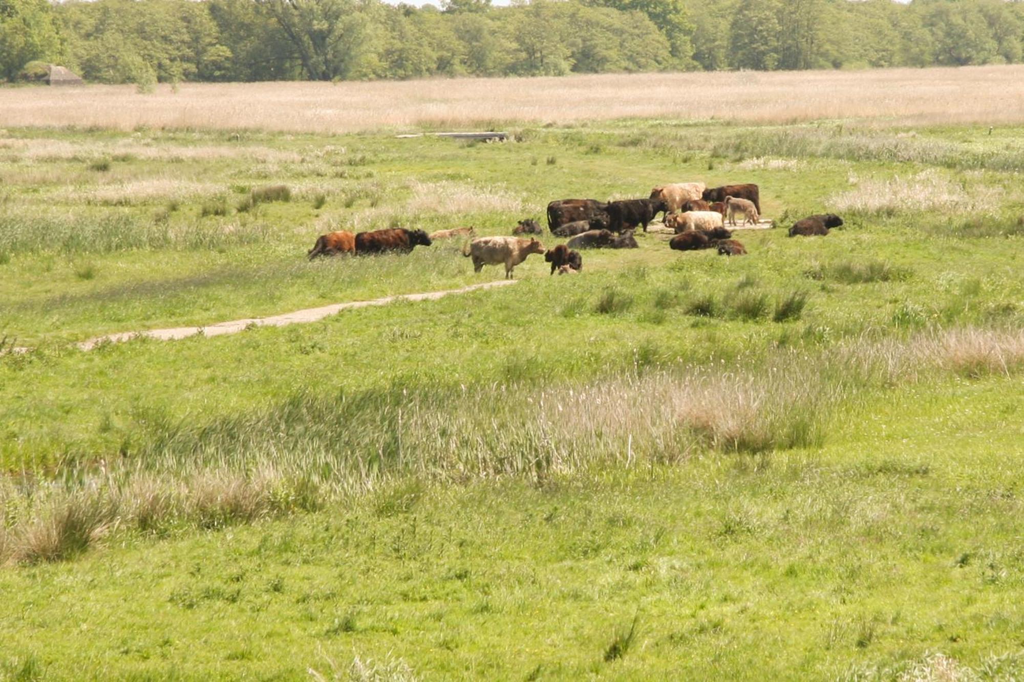 Boerenhofstede De Overhorn Весп Номер фото